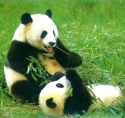 娱乐吃瓜大熊猫微博,揭秘大熊猫微博背后的趣味故事